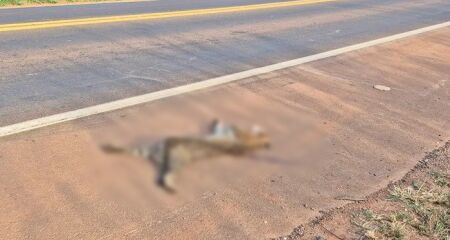 O animal tentava atravessar a rodovia quando acabou sendo atingido por um ve&iacute;culo