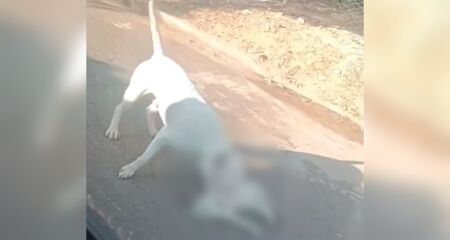 O cachorro teria tentado atacar algumas pessoas na rua