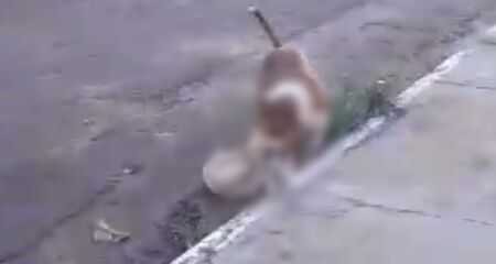 A tutora do animal morto procurou a pol&iacute;cia e denunciou o caso
