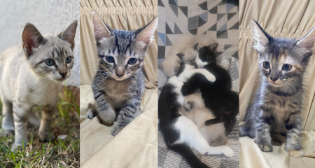 Ser&atilde;o 16 animais dispon&iacute;veis para ado&ccedil;&atilde;o respons&aacute;vel em feira realizada neste s&aacute;bado