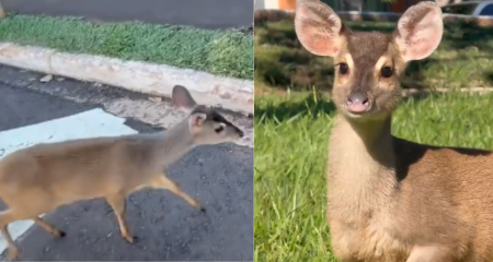 Animal teria se perdido próximo a pista de caminhada