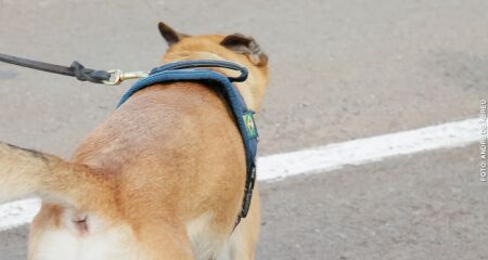 Após reclamações de ataques a gatos, mulher ameaça matar cachorro em Campo Grande
