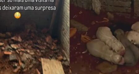 Após perder animais de estimação, mulher encontra ninhada em terreno e decide garantir cuidados e adoção responsável para todos