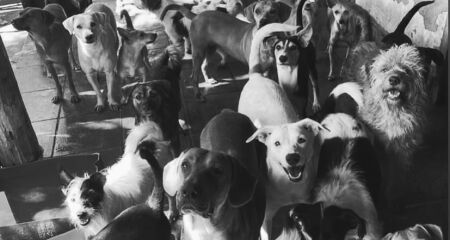 Fundadora do Instituto Guarda Animal explica que, caso a ONG for fechada, animais ir&atilde;o para a Prefeitura ou eutan&aacute;sia