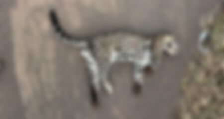 O animal ainda estava quente quando foi encontrado