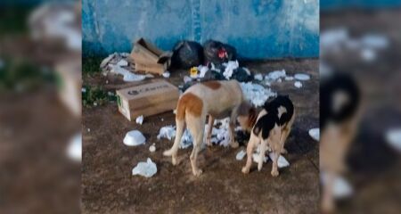 Os animais reviram o lixo em busca de alimentos 