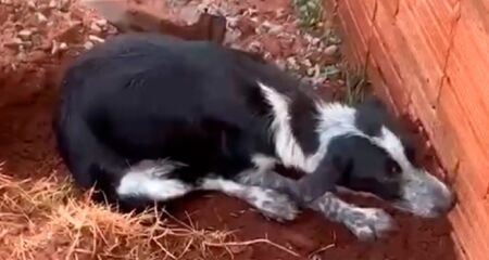 Animal foi resgatada por ONG, que pede ajuda para custear tratamentos
