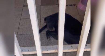 Os animais se alimentam coma a ajuda dos vizinhos da resid&ecirc;ncia 