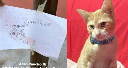 Grupo de crian&ccedil;as se uniu para procurar Tom, gato de sete meses que sumiu