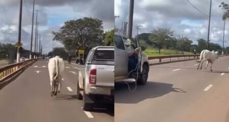 Passageiro de caminhonete foi flagrado tentando laçar o animal no meio da avenida