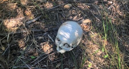 Homem encontrou enquanto realizava servi&ccedil;o em fazenda