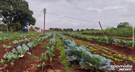 Estabelecimento faz aduba&ccedil;&atilde;o e controle de pragas de maneira totalmente natural