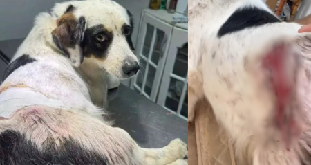 Tiros acertaram a região lombar e uma das patas