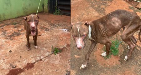 Animal apresentava quadro grave de desnutrição