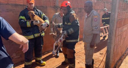 Com um pé de cabra o morador conseguiu afastar os animais