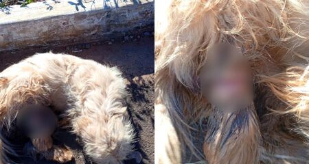 Animal segue abandonado pelas ruas do Vil&aacute;gio Vit&oacute;ria