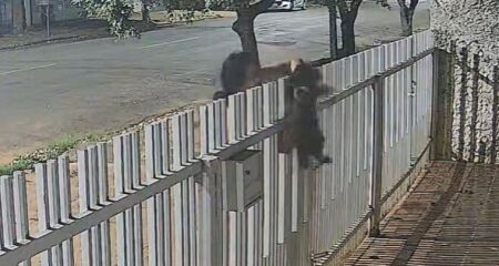 O animal foi puxado pela grade 