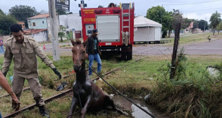 O animal j&aacute; estava desgastado quando foi retirado do local