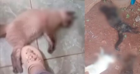 Animais mortos nos últimos dias na Vila Fernanda