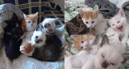 Iniciativa acontece nesta sexta-feira, com 11 filhotes e cinco gatos adultos
