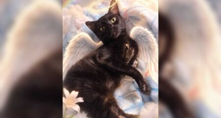 Animal foi encontrado com graves lesões nas patas e passou por procedimento cirúrgico