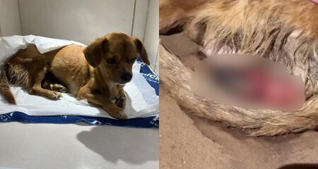 Animal foi resgatado por grupo de amigos que fazem campanha para salvá-la
