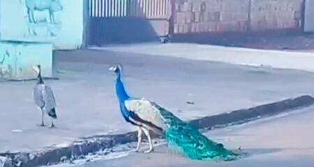 Animais estavam soltos na rua e foram flagrados por moradora