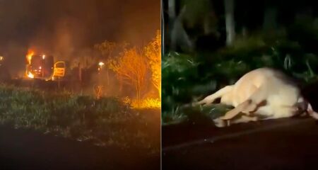 Animal estava no meio da pista ap&oacute;s ser atropelado por um caminh&atilde;o