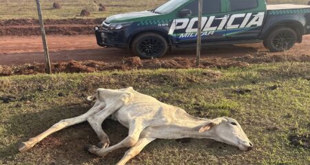 Relatórios apontam bovinos em estado avançado de magreza, falta de pastagem e uma novilha agonizando