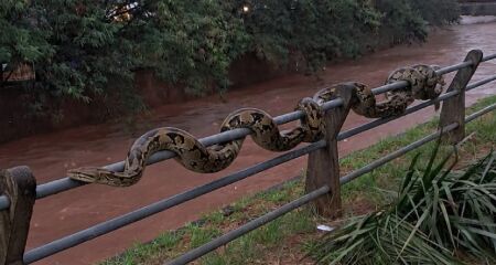 Sucuri à beira do córrego da Ermesto Geisel era só brincadeira