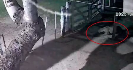 A c&acirc;mera registrou o momento que a on&ccedil;a passa por baixo de uma cerca e avan&ccedil;a contra um dos animais