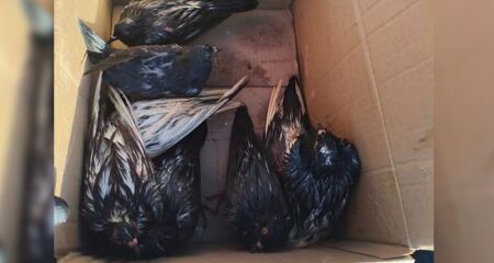 Os animais teriam sofrido com a falta de ar e v&aacute;rios morreram