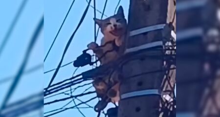 O felino ficou miando no local