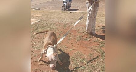 Os moradores conseguiram prender o animal a uma árvore e estão procurando os tutores da cadela
