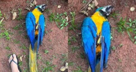Arara foi encontrada com ferimento que aparentava ser tiro de chumbinho