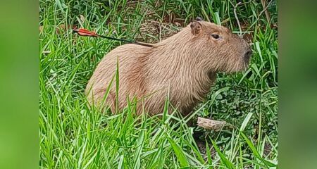 Animal foi visto por moradora às margens do Rio Anhanduí, no Guanandi; PMA e equipe do Cras fazem buscas para levar capivara a atendimento veterinário