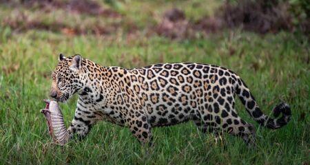 Mocoha, de cerca de 1 ano, foi registrado carregando um tatu-galinha ainda vivo