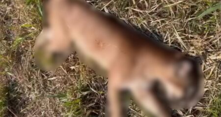 Animal foi localizado por ciclistas na região da Ponte do Grego