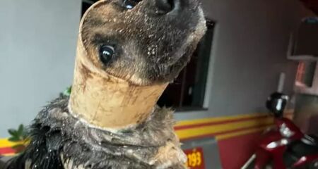 Equipes do Corpo de Bombeiros precisaram de uma hora para remover o animal