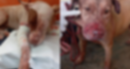 Um dos animais foi levado ao CCZ e o outro permanece internado em clínica veterinária