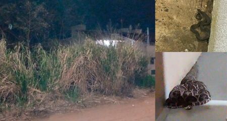 Grupo de moradores do bairro encheu-se de relatos temendo animais pe&ccedil;onhentos