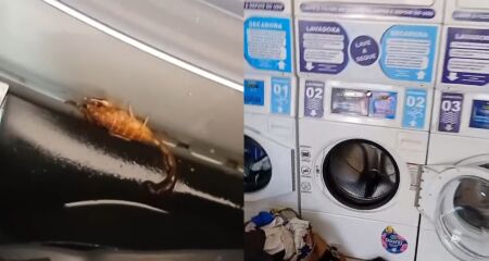 Animal estava na borda de uma das máquinas no momento do ataque