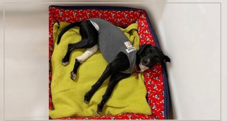 Cadela que circulava pela região da Superintendência da Polícia Federal precisou passar por cirurgia e internação; dívida veterinária chega a R$ 4,2 mil