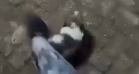 Suspeita arreme&ccedil;a animal no ch&atilde;o e ainda chuta o filhote