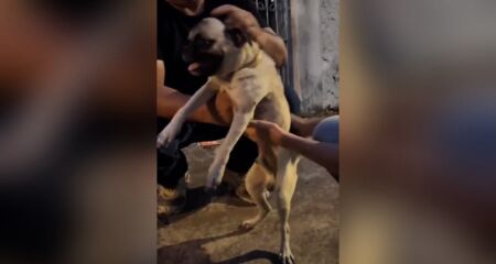 A mulher foi presa em flagrante após animal ser encontrado com lesões na cabeça e infestação de parasitas