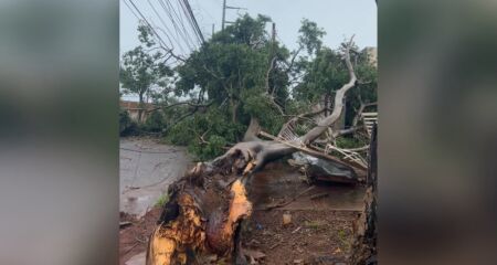 Moradores temem fios soltos da rede elétrica presos à árvore