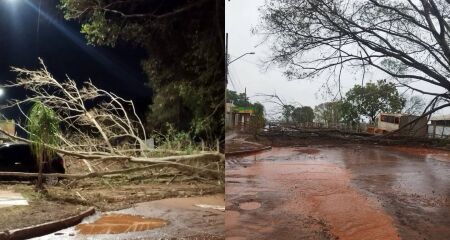 Moradores afirmam que j&aacute; haviam alertado sobre &aacute;rvores velhas no bairro e cobram retirada ap&oacute;s queda sobre carro