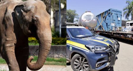 O gigante chegou a fazer uma parada em Campo Grande, onde se alimentou e tomou água