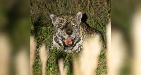 Segundo o Onçafari, o comportamento observado ajuda pesquisadores a entender as disputas por território e as interações relacionadas à reprodução da espécie