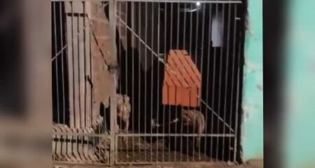 Testemunha afirma que dois pit-bulls estavam soltos em imóvel e que animais já teriam escapado para a rua outras vezes